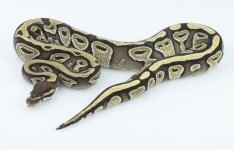 f mojave 2.jpg