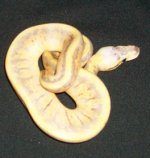 100_1013.JPG