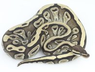 f mojave 3.jpg