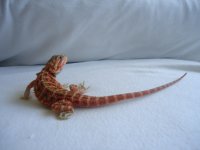 Sammy and Peppers 2nd Clutch 003.jpg