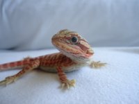 Sammy and Peppers 2nd Clutch 021.jpg