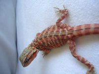 Sammy and Peppers 2nd Clutch 015.jpg