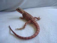 Sammy and Peppers 2nd Clutch 014.jpg
