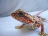 Sammy and Peppers 2nd Clutch 018.jpg