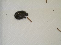 IMG_2922.jpg