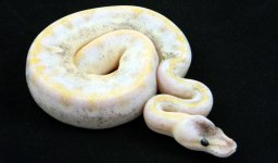 C18 Pastel Champagne. pic 5.jpg
