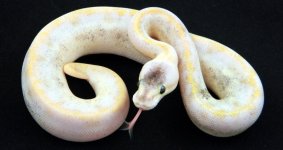 C18 Pastel Champagne. pic 4.jpg