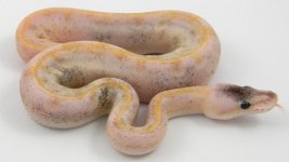 C18 Pastel Champagne. pic 2.jpg