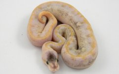 C18 Pastel Champagne. pic 1.jpg