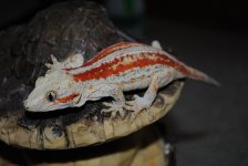 DSC_1685.jpg