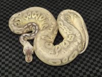 sterling male #1 336 grams 8-17-10.JPG