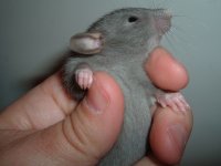 Slate Blue Dumbo.jpg