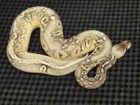 sterling male #2 311 grams 9-1-10.JPG