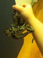 boa 003.JPG