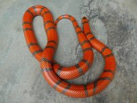 hypo female.jpg