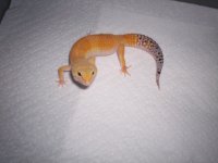 Sunkist.jpg