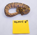 OGMO4_001.jpg