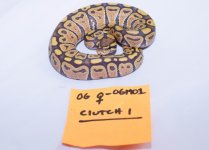 OGMO1_001.jpg