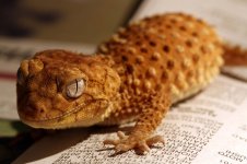 geckomale.jpg