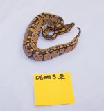 OGMO3_001.jpg