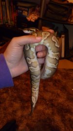 snakes 011.jpg