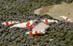 crystal-red-shrimps.jpg
