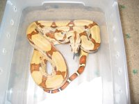 IMG_3530.jpg