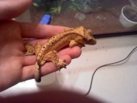 gecko 1.jpg