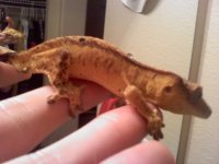 gecko 2.jpg