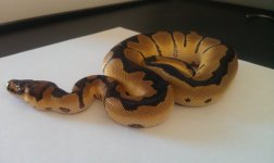 holdback clown 2.jpg