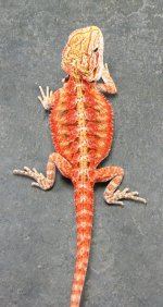 bd 005.jpg