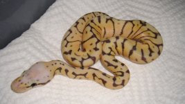 Killer Bee C2.jpg