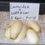 5eggs-phlavf-#2.jpg