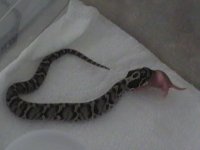 hognose eating 001.JPG
