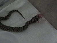 hognose eating 002.JPG