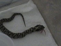 hognose eating 003.JPG