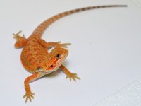 red-hypo-trans-f-2.jpg