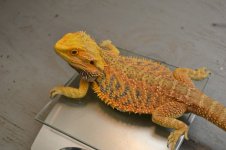 DSC_1293.jpg