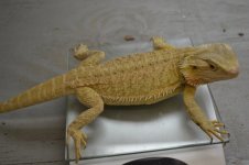 DSC_1286.jpg