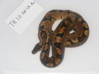 TK 1.0 Het SK Axanthic.jpg