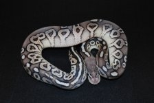 Pewter Het Hypo Male 1 (3).jpg