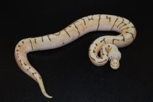Spinnerblast male 2 (3).jpg