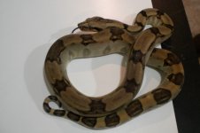 longicauda3.jpg