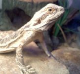Shue beardie.jpg