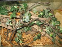 new reptiles 037.jpg
