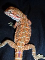 Female 1.2.jpg