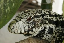 B & W Tegu in plant.jpg