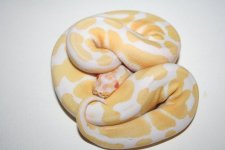 Male Albino.jpg