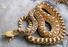 DavisMtn.bull6.jpg