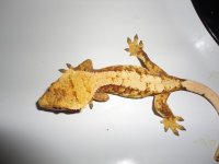 Female3.jpg
